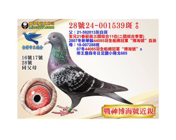 網拍鴿28號24-001539斑♂<br><font color="#f00">博海號近親直孫</font>