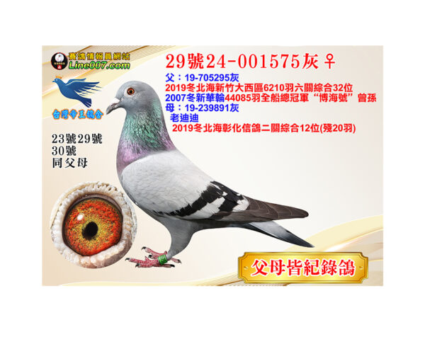 網拍鴿29號24-001575灰♀<br><font color="#f00">父母皆紀錄鴿<br>珍貴眼誌</font>