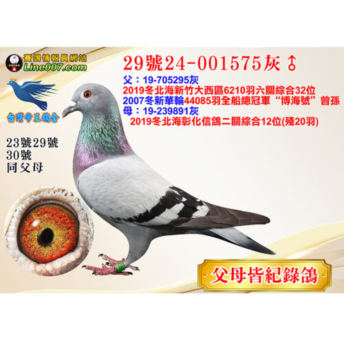 網拍鴿29號24-001575灰♂<br><font color="#f00">父母皆紀錄鴿</font>
