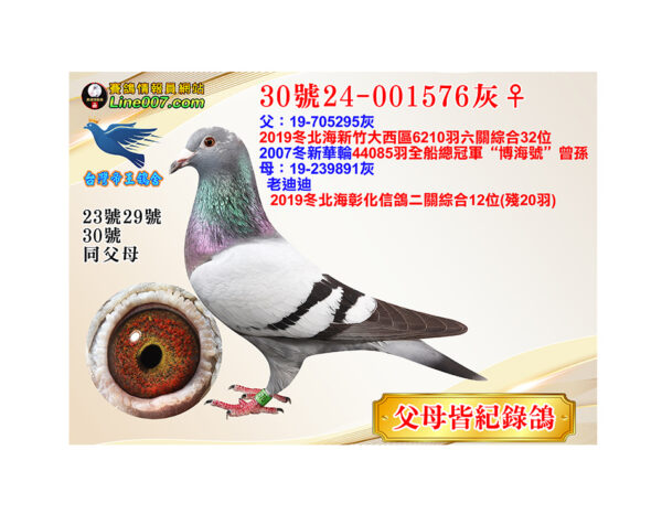 網拍鴿30號24-001576灰♀<br><font color="#f00">紀錄鴿作出<br>父母皆紀錄鴿</font>