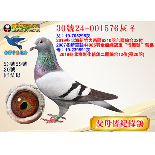 網拍鴿30號24-001576灰♀<br><font color="#f00">父母皆紀錄鴿</font>