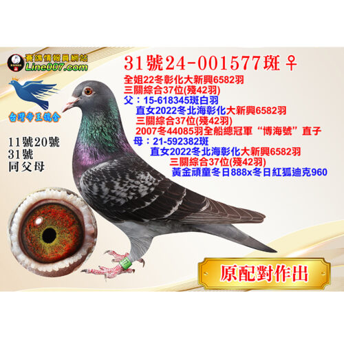 網拍鴿31號24-001577斑♀<br><font color="#f00">原配對作出</font>