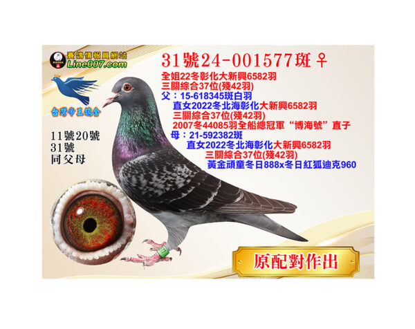 網拍鴿31號24-001577斑♀<br>全姐22冬彰化大新興6582羽三關綜合37位(殘42羽)