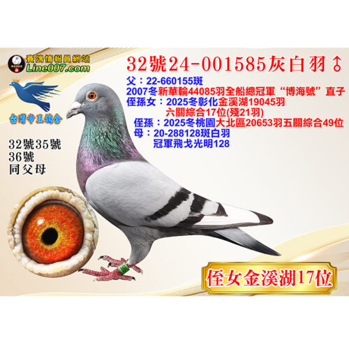 網拍鴿32號24-001585灰白羽♂<br>侄女金溪湖17位(殘21羽)