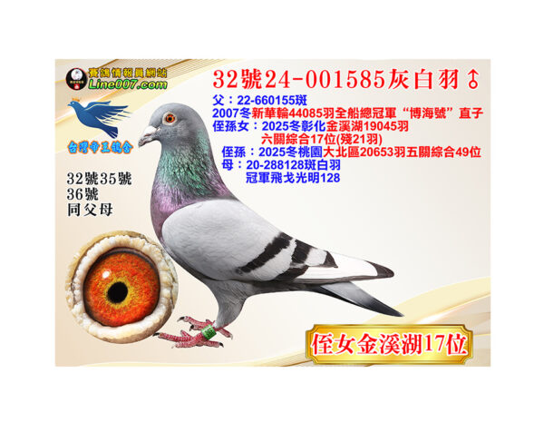 網拍鴿32號24-001585灰白羽♂<br>侄女：25冬金溪湖19045羽六關綜合17位(殘21羽)