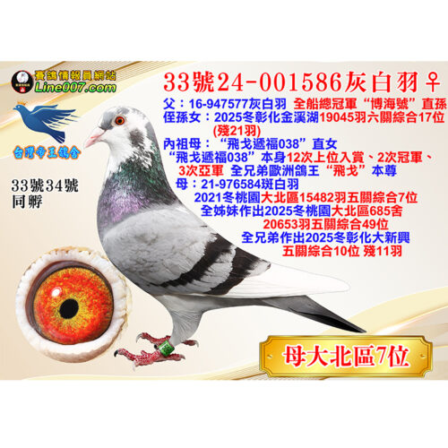 網拍鴿33號24-001586灰白羽♀<br><font color="#f00">大北區七位直女</font>