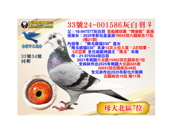 網拍鴿33號24-001586灰白羽♀<br><font color="#f00">母：21冬大北區15482羽五關綜合七位</font>