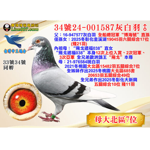 網拍鴿34號24-001587灰白羽♂<br><font color="#f00">大北區七位直子</font>