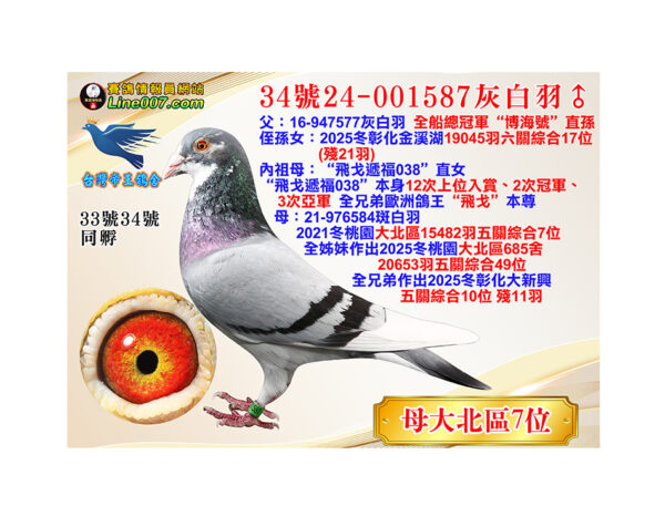 網拍鴿34號24-001587灰白羽♂<br><font color="#f00">母：21冬大北區15482羽五關綜合七位</font>