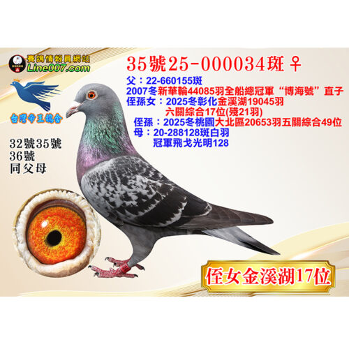 網拍鴿35號25-000034斑♀<br>侄女金溪湖17位