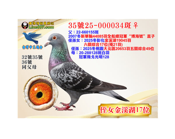 網拍鴿35號25-000034斑♀<br>侄女：25冬金溪湖19045羽六關綜合17位(殘21羽)