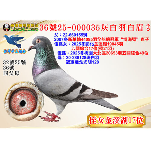 網拍鴿36號25-000035灰白羽白眉♂<br>侄女金溪湖17位