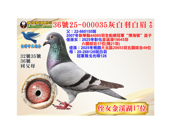 網拍鴿36號25-000035灰白羽白眉♂<br>侄女：25冬金溪湖19045羽六關綜合17位(殘21羽)