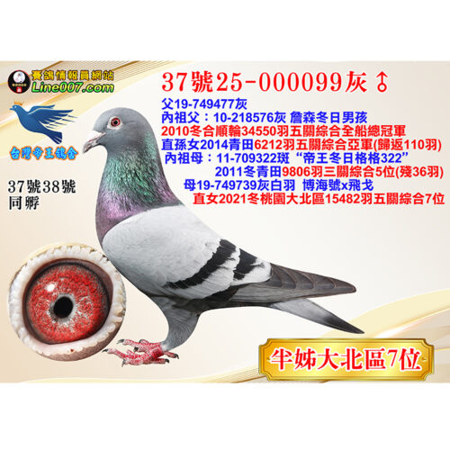 縮圖37 網拍鴿37號25-000099灰♂<br><font color="#f00">半姊大北區7位</font>