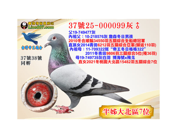 網拍鴿37號25-000099灰♂<br><font color="#f00">半姊：21冬大北區15482羽五關綜合7位</font>