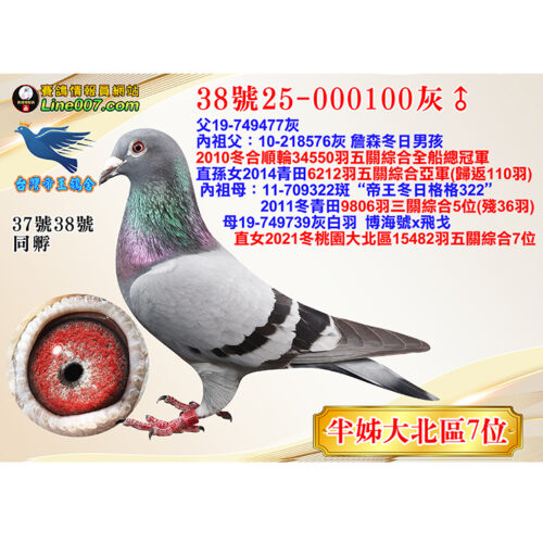縮圖38 網拍鴿38號25-000100灰♂<br><font color="#f00">半姊大北區7位</font>
