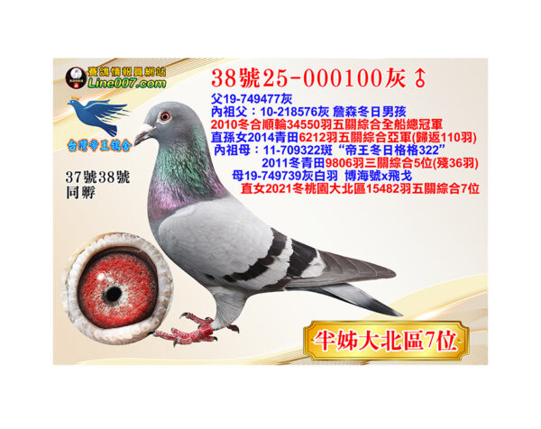 網拍鴿38號25-000100灰♂<br><font color="#f00">半姊：21冬大北區15482羽五關綜合7位</font>