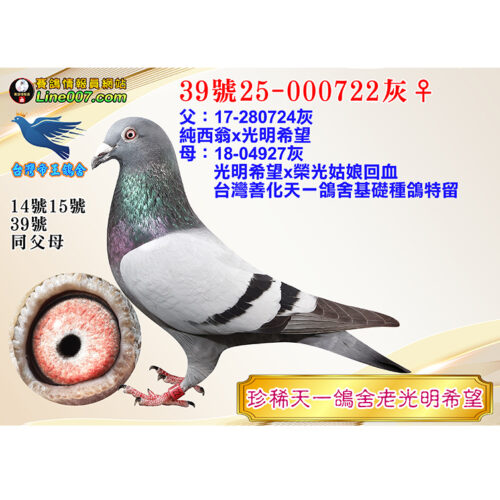 縮圖39 網拍鴿39號25-000722灰♀<br>珍稀天一鴿舍老光明希望