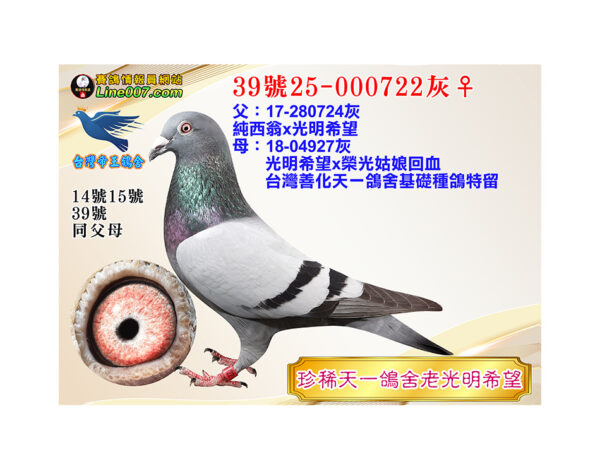 網拍鴿39號25-000722灰♀<br>珍稀天一鴿舍老光明希望<br>珍貴眼誌