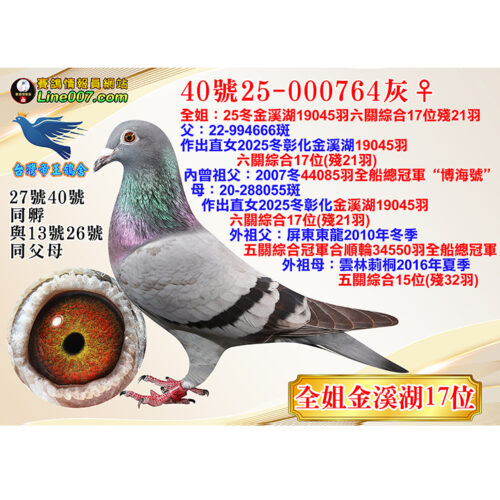 縮圖40 網拍鴿40號25-000764灰♀<br><font color="#f00">全姐金溪湖17位</font>