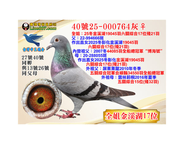 網拍鴿40號25-000764灰♀<br><font color="#f00">全姐：25冬金溪湖19045羽六關綜合17位殘21羽</font>